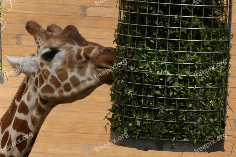 Giraffe Green Feeds Zoo Blijdorp Rotterdam