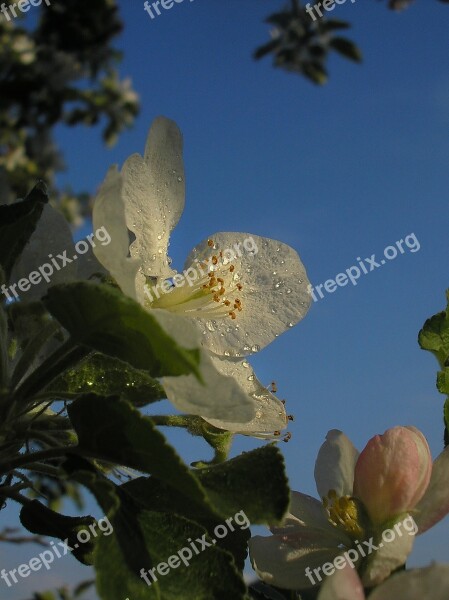 Apple Tree Flower Spring White Flower Tree