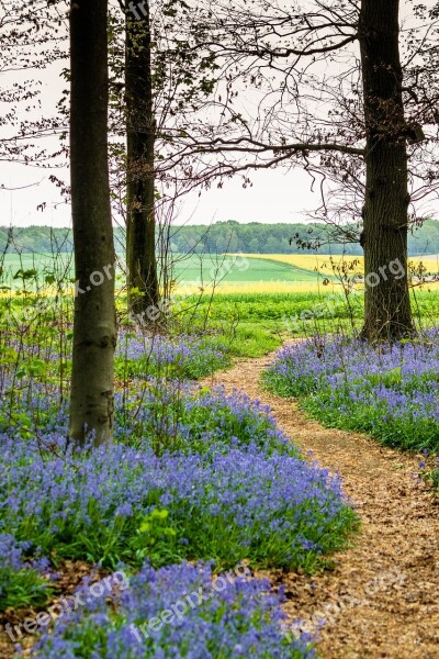 Nature Flower Landscape Plant Tree