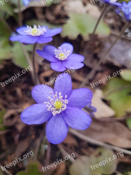 Nature Plant Flower Season Outdoor