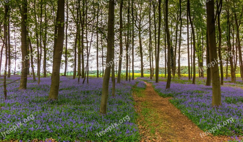 Nature Flower Landscape Plant Tree