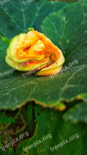 Leaf Flora Nature Closeup Flower