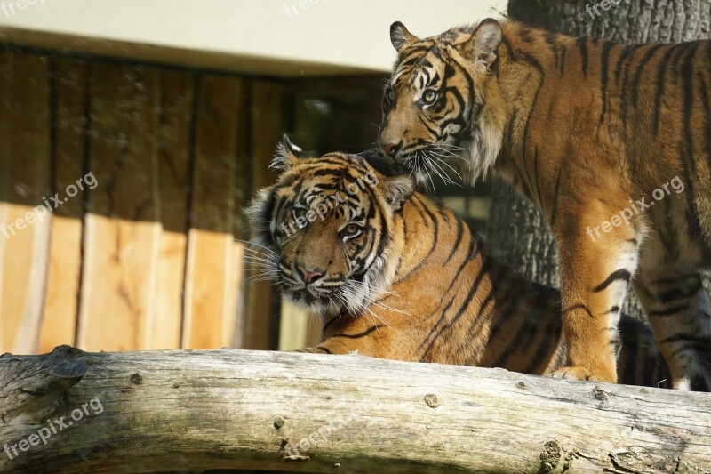 Sumatran Tiger Big Cat Tiger Predator Zoo