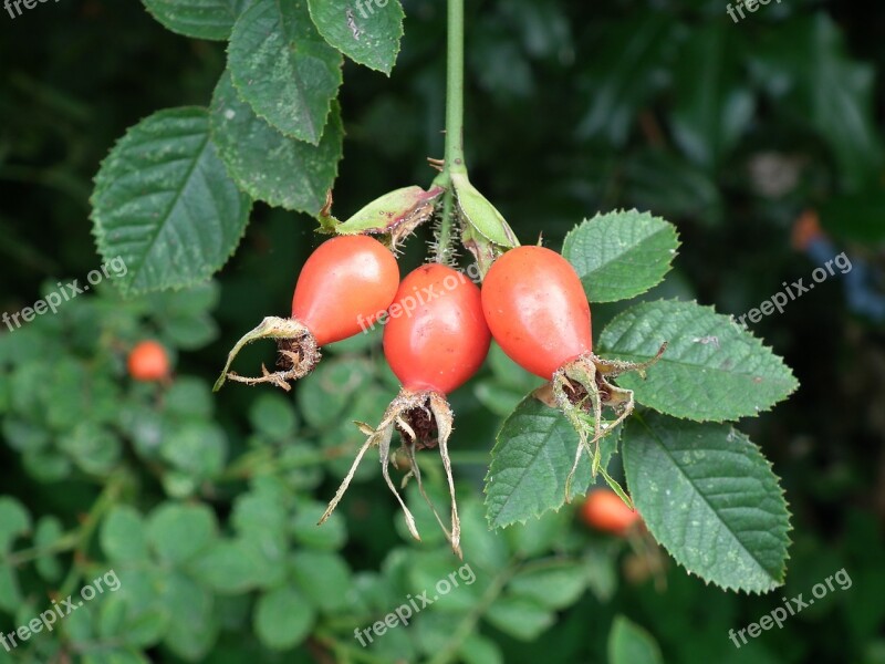 Rose Hip Leaf Nature Free Photos