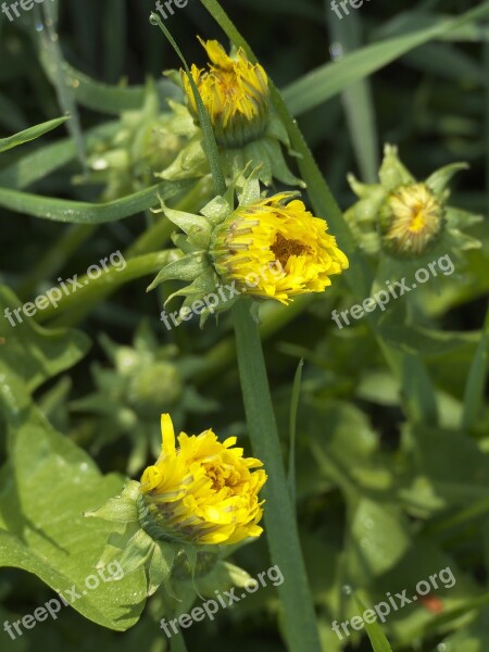 Dandelion Mayflower Flowers Flower Basket Of Flowers