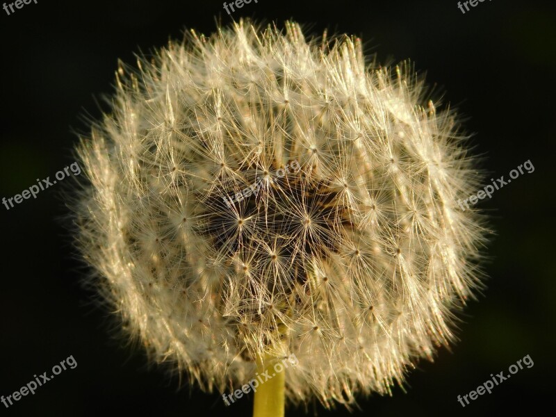 Taraxacum Nature Free Photos