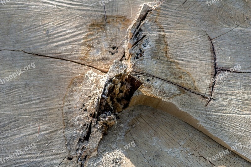 Wood Rub Cracks Nature Tree