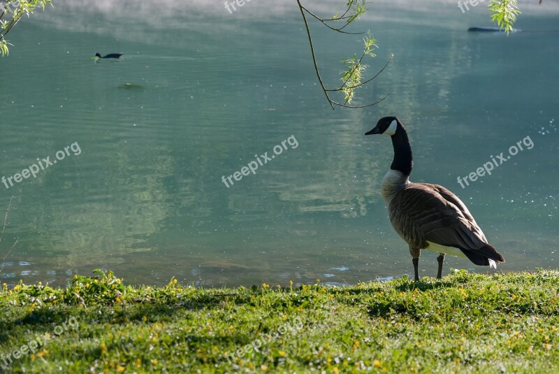 Nature Bird Body Of Water Lawn Outdoor