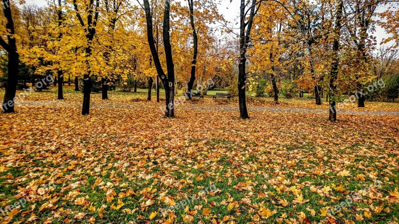 Autumn Sheet Nature Season Tree