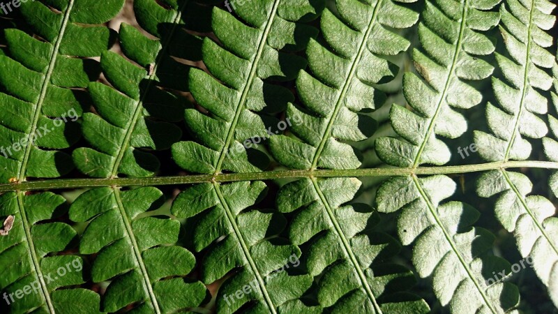 Fern Sheet Plant Nature No One