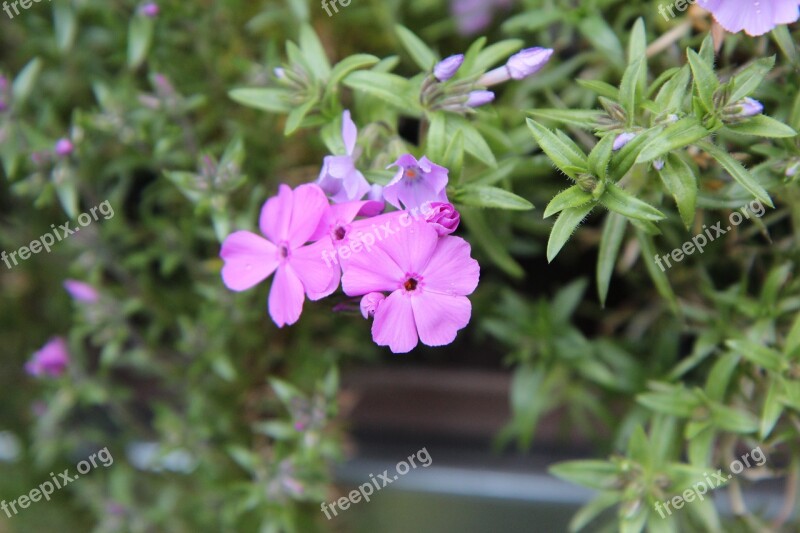 Phlox Phlox Pink Pink Flowers Phlox Spring Free Photos