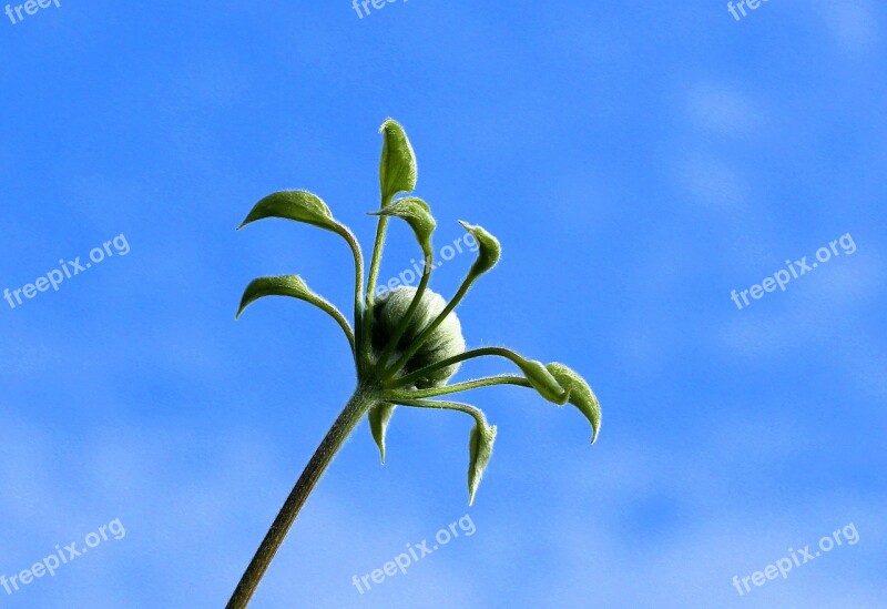 Clematis Bud Spring Plant Nature