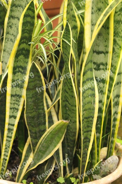 Sansevieriya Sansevieria Sheet Plant Nature