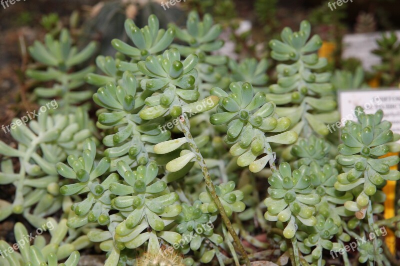 Stonecrop Sedum Rubrotinctum Plant Nature Food