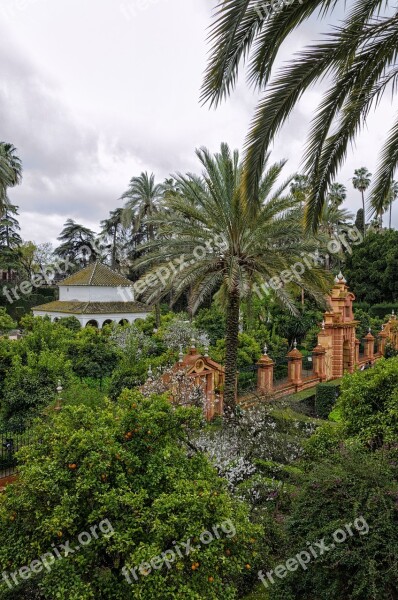 Tree Nature Summer Palm Travel