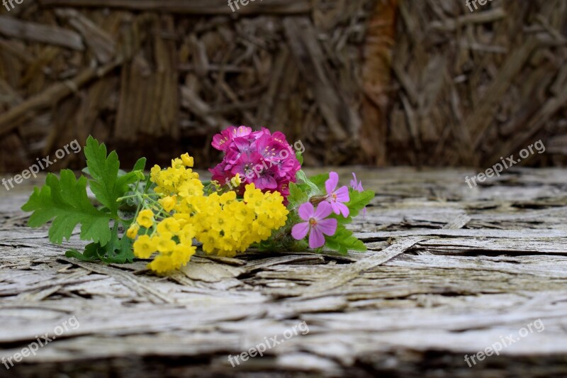 Nature Plant Leaf Flower Wood