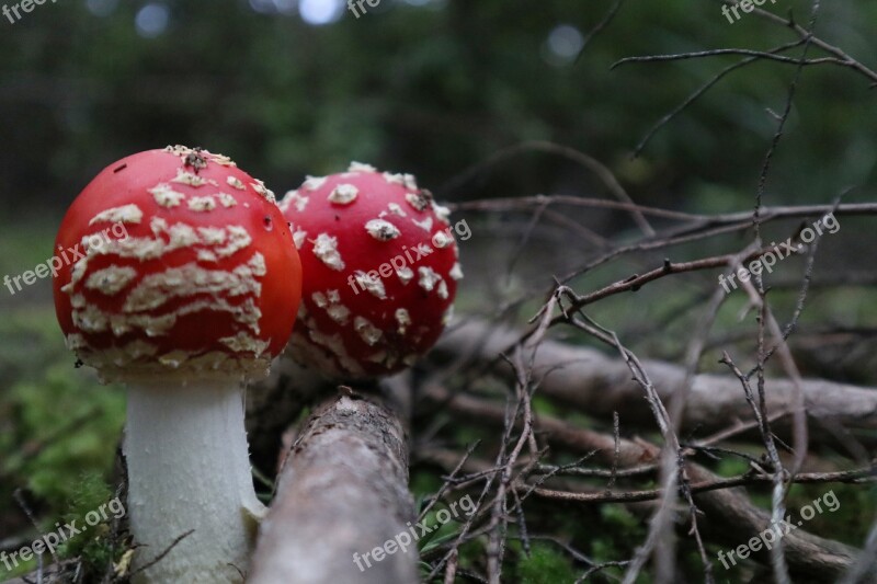 Nature Mushroom Fungus Outdoors Wood