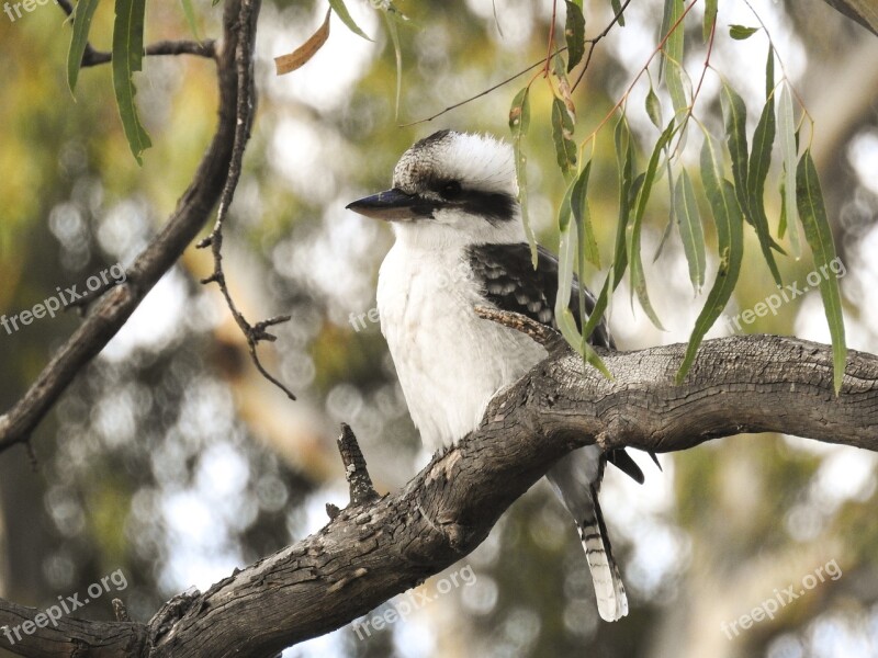 Bird Wildlife Tree Nature Outdoors