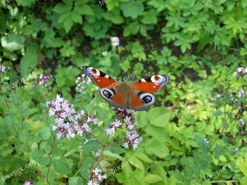 Nature Summer Marjoram Butterfly Free Photos