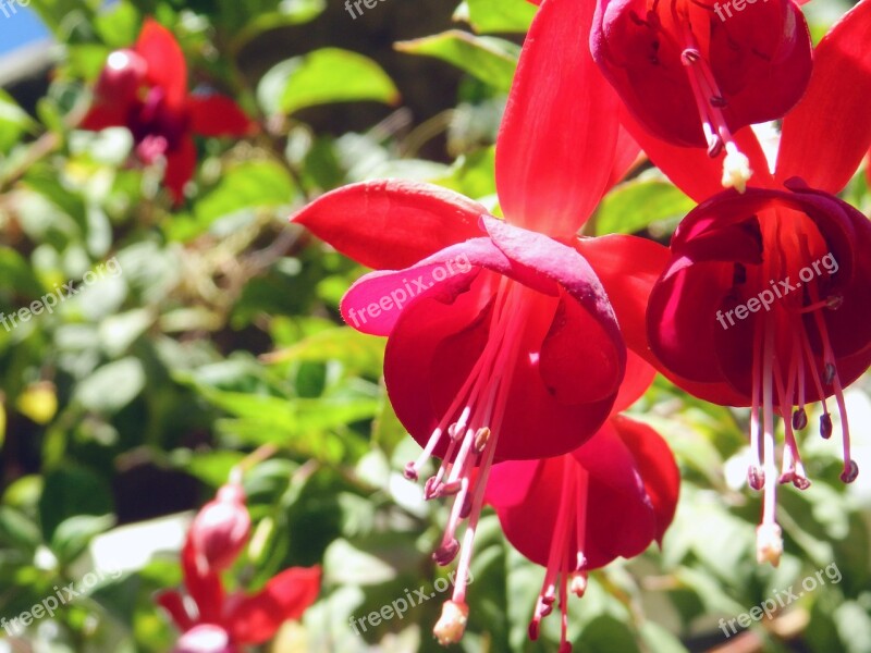 Nature Garden Plant Leaf Flower