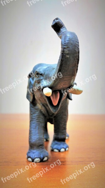 Out Of Focus Young Elephant Angry Background Proboscis