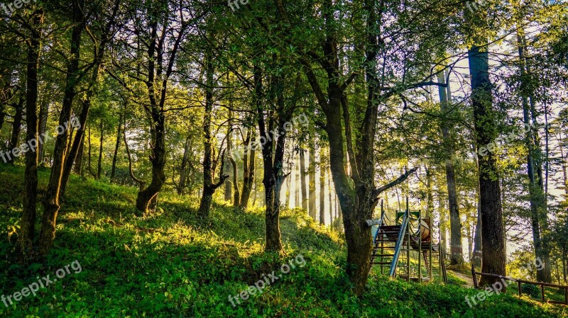 Nature Tree Landscape Wood Park