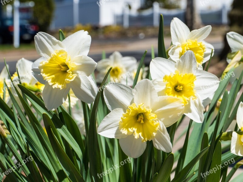 Flower Daffodil White Daffodil Nature Narcissus