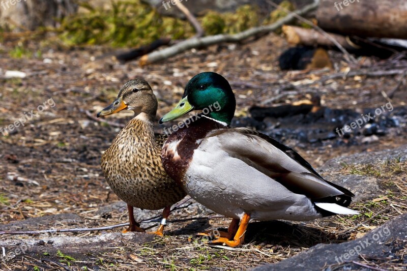 Ends Birds The Nature Of The Stokkandpar Free Photos