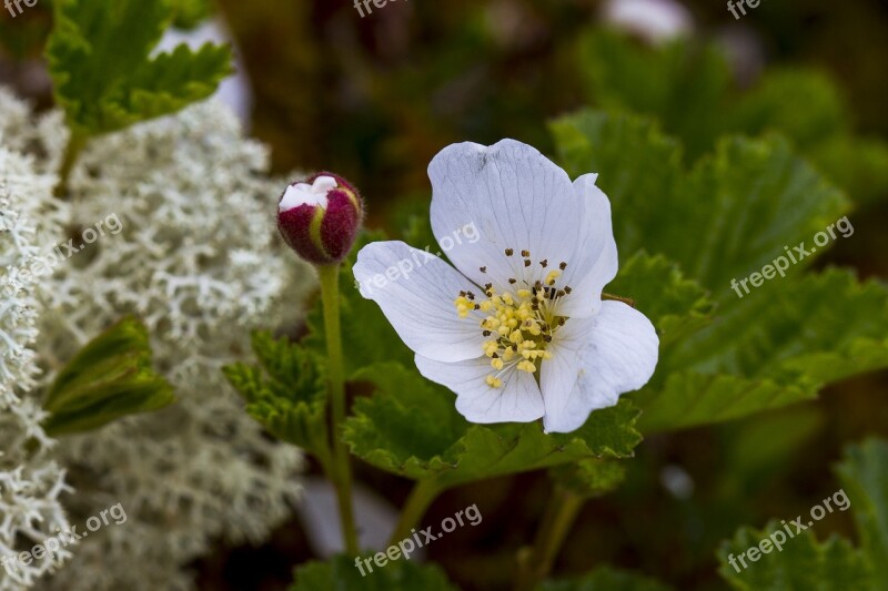 The Nature Of The Flower Leaf Summer Free Photos