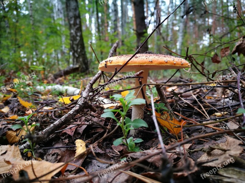 Mushroom Nature Autumn Amanita Autumn Nature