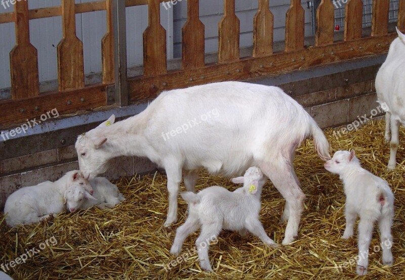 Goats Lambs Drinking Goat Farm Cattle