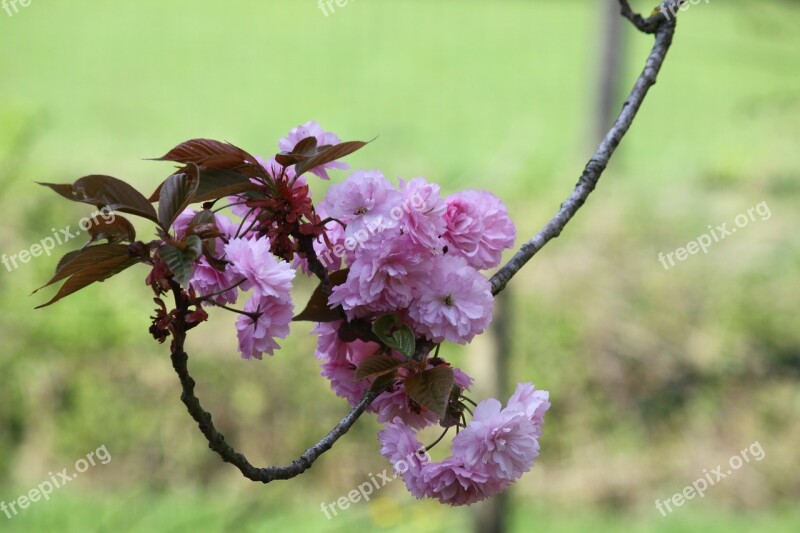 Prunus Tree Garden Pink Flowers Free Photos