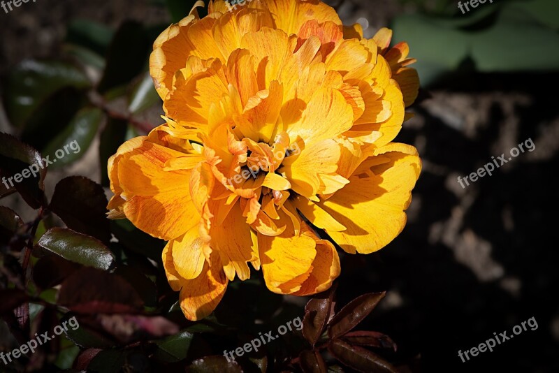 Peony Orange Orange Peony Blossom Bloom