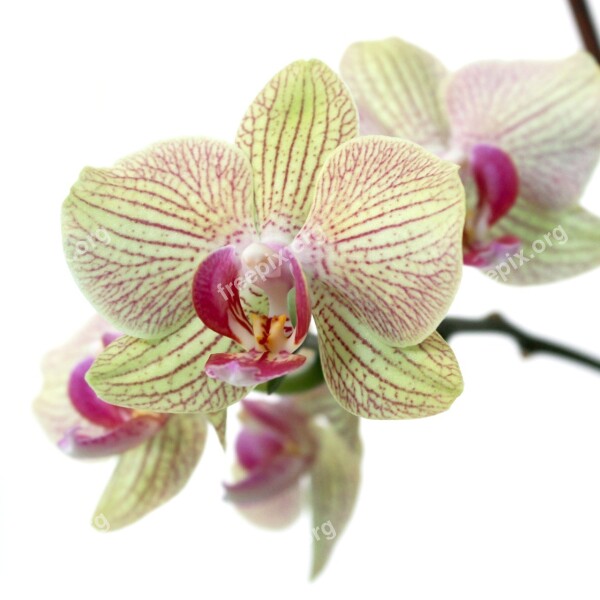 Orchid Nature Bloom Flower Plant