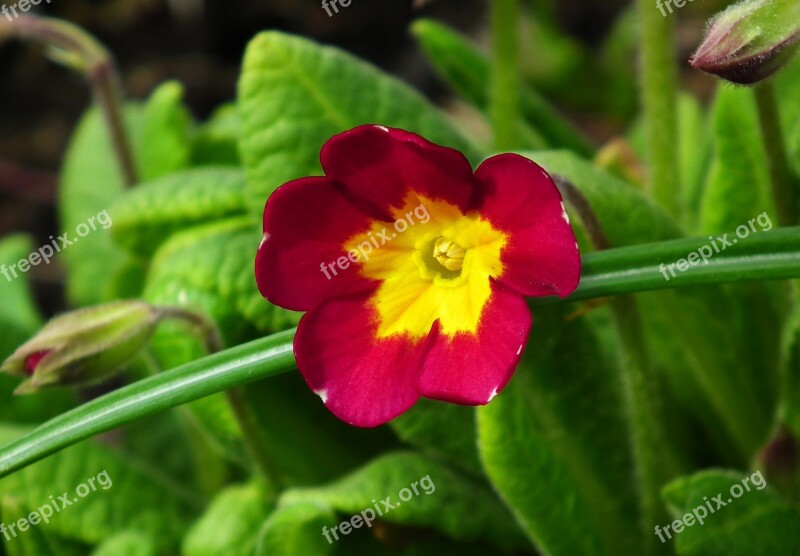 Nature Flower Primula Spring Leaf