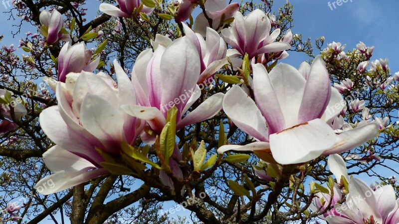 Flower Magnolia Plant Nature Garden