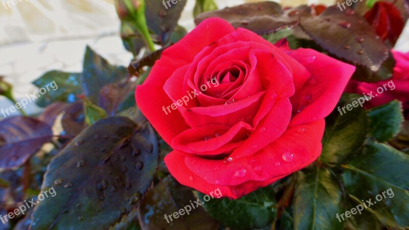 Flower Rosebush Plant Petal Nature