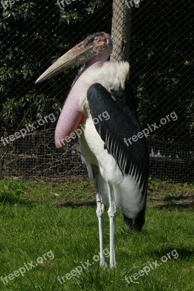 Marabou Stork Zoo Blijdorp Rotterdam Bird Of Prey