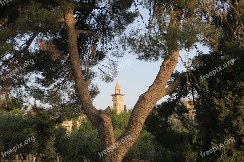 Jerusalem Minaret On Tree Nature