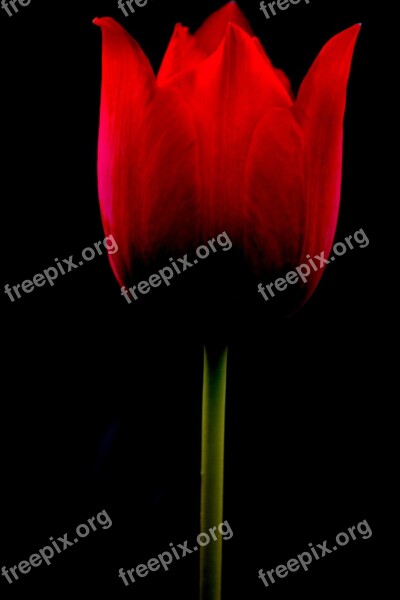 Tulip Flower Nobody Nature Plant