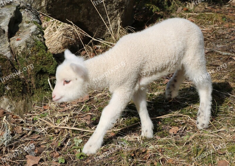 Mammals The Animal Kingdom Cute Nature Lamb