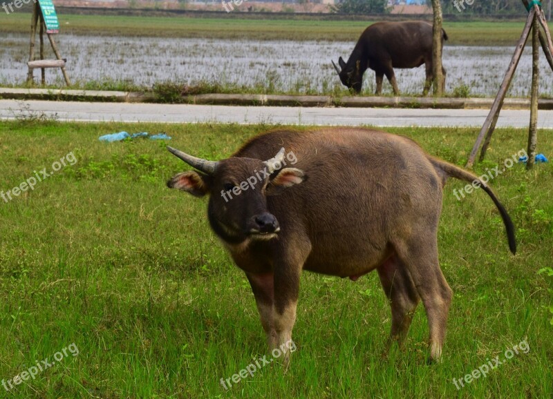 Water Buffalo Grass Field Nature Outdoors