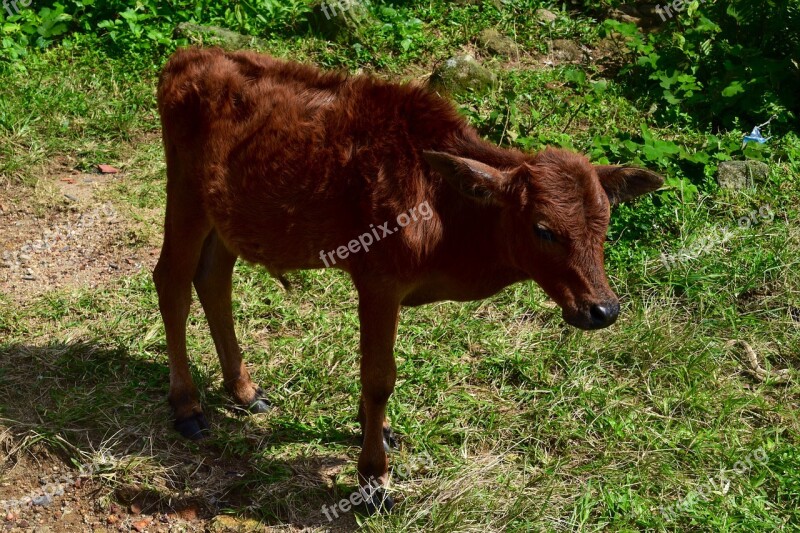 Calf Agriculture Farm Livestock Cow