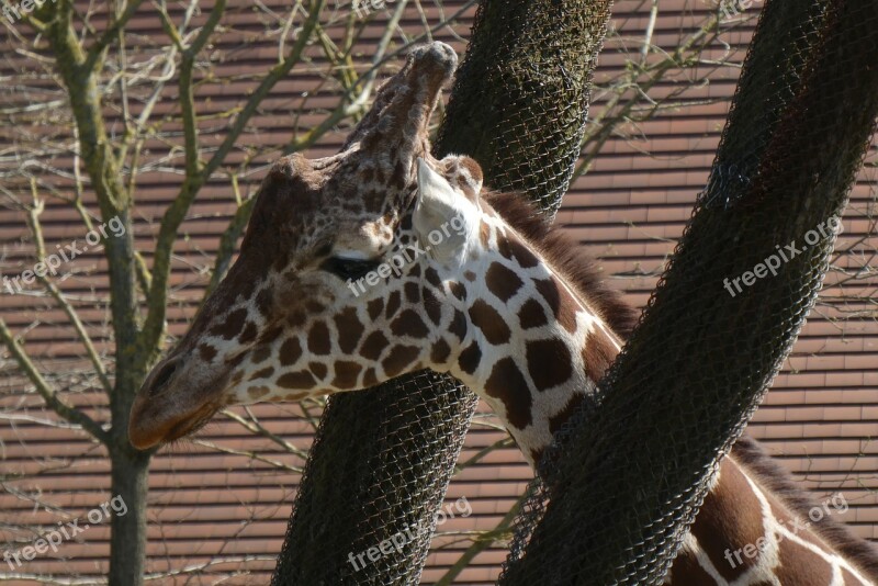 Giraffe Zoo Blijdorp Rotterdam Nature