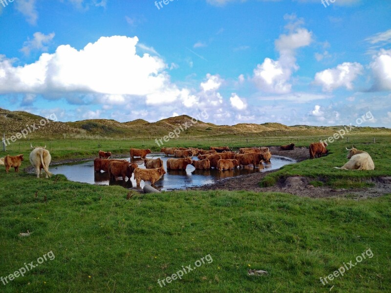 Highland Beef Highland Cattle Grass Dunes Landscape