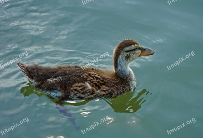 Nature Wildlife Bird Animal Water