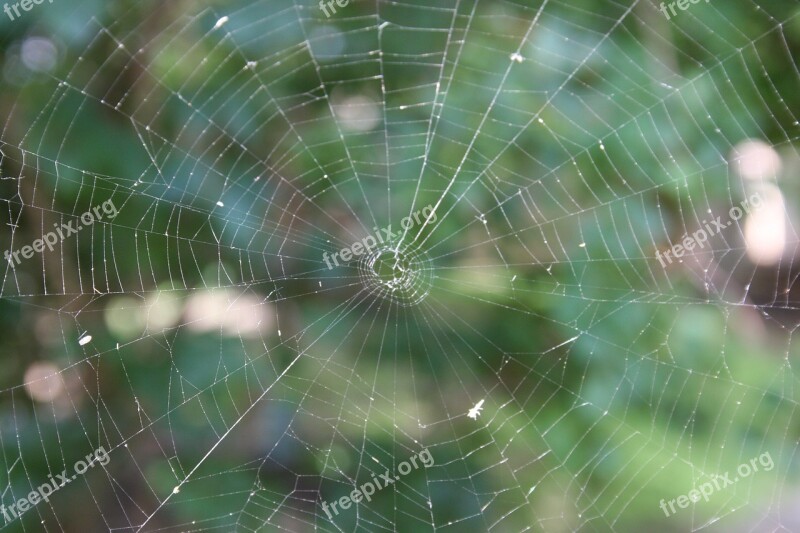 Spider Spiderweb Trap Arachnid Dew