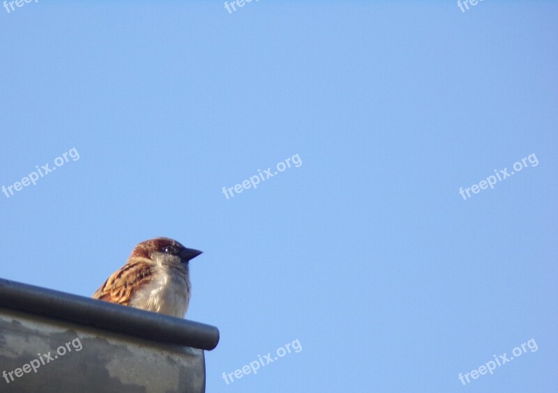 Nature Bird Fauna Outdoor Blue Sky