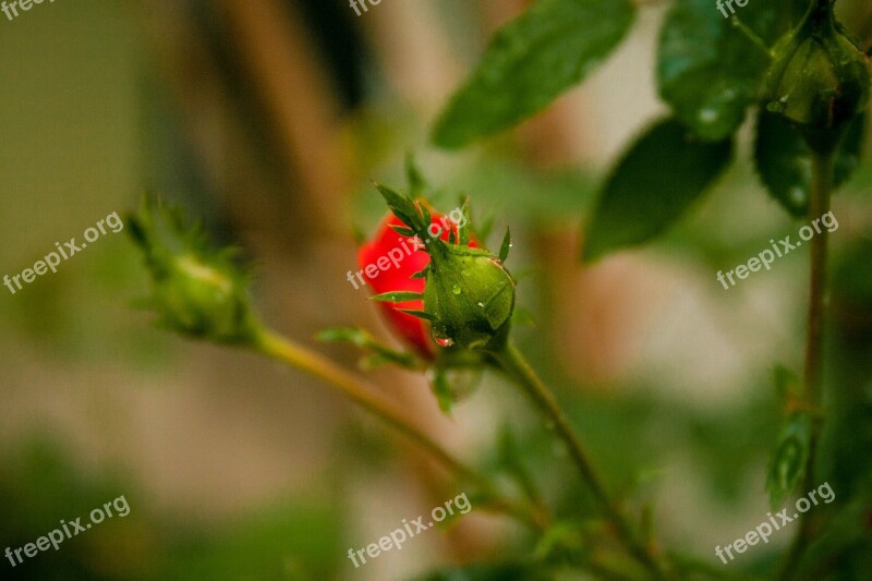 Nature Leaf Outdoors Insect Flower