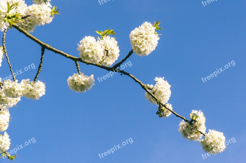 Branch Plant Flower Nature Tree